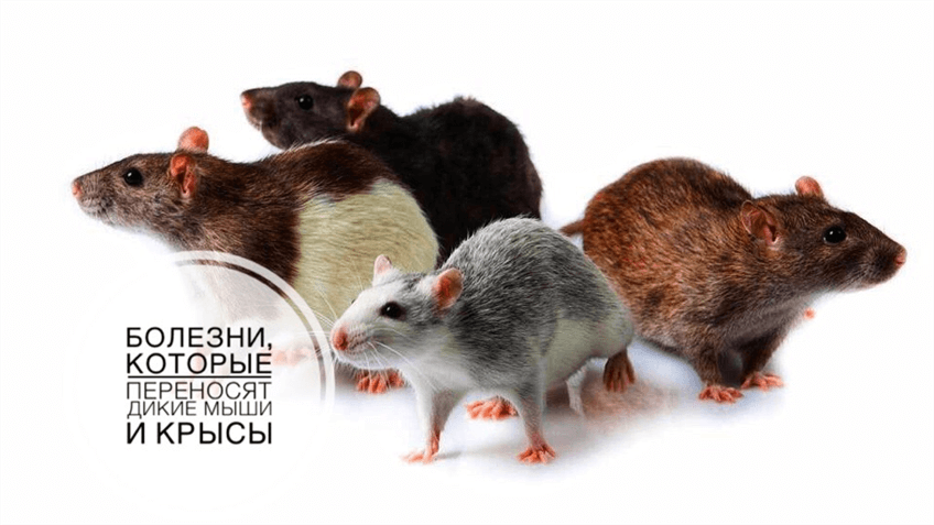 Болезни, которые переносят дикие мыши и крысы - ФБУЗ Центр гигиены и  эпидемиологии в Красноярском крае