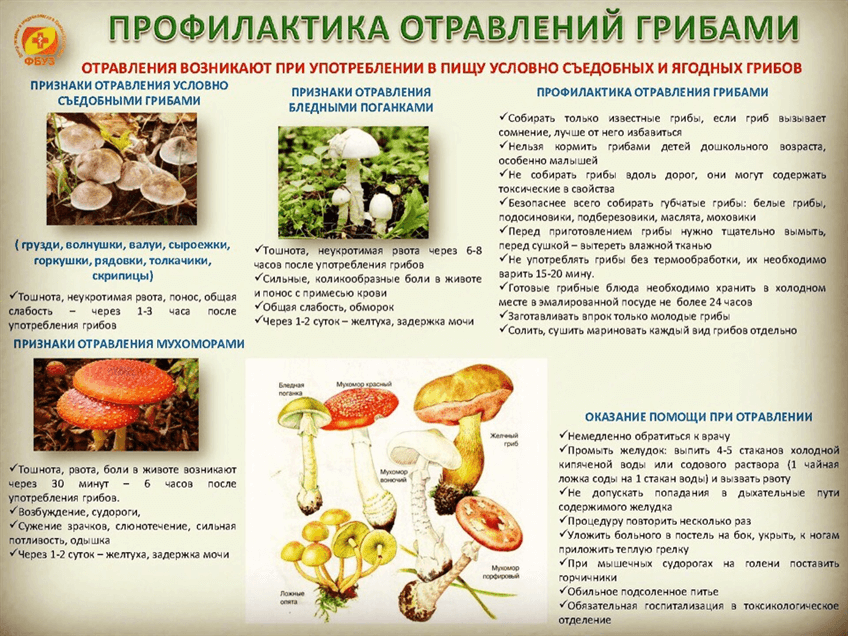 Памятки по профилактике отравлений грибами